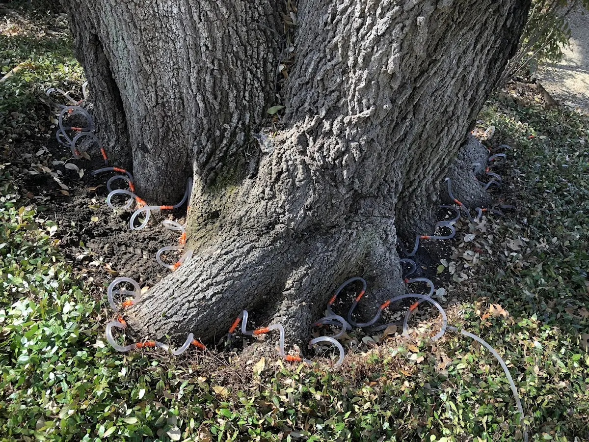 Detailed Tree Cabling and Bracing job site in Boyden