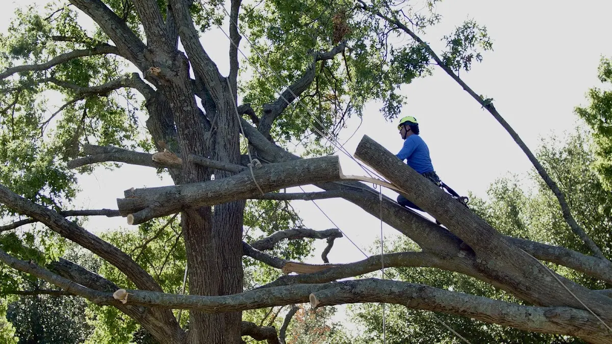 Professional Crown Thinning performed by certified arborists in Boyden