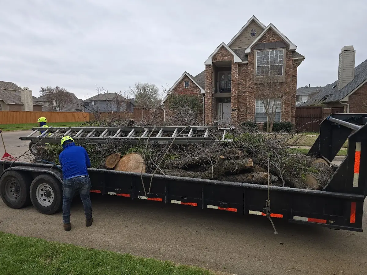 Expert Tree Removal with proper safety equipment in Boyden